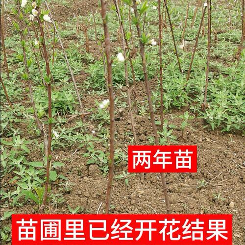 【假一赔十】蜂糖李子树苗正宗贵州六马原产地一代嫁接苗苗圃直销 - 图0