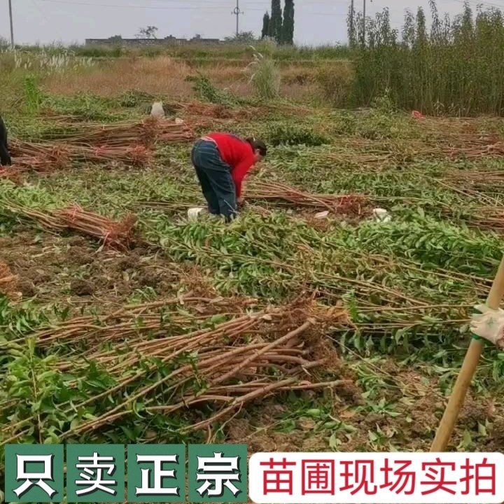 【假一赔十】蜂糖李子树苗正宗贵州六马原产地一代嫁接苗苗圃直销,淘宝优惠券,粉丝福利购,淘宝优惠卷