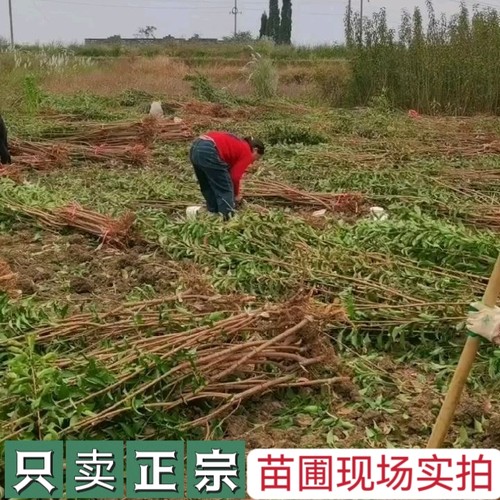 【假一赔十】蜂糖李子树苗正宗贵州六马原产地一代嫁接苗苗圃直销 - 图3