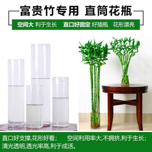 水养富贵竹水培植物转运竹龙竹弯竹水竹开运竹子盆栽室内带根绿植 - 图2