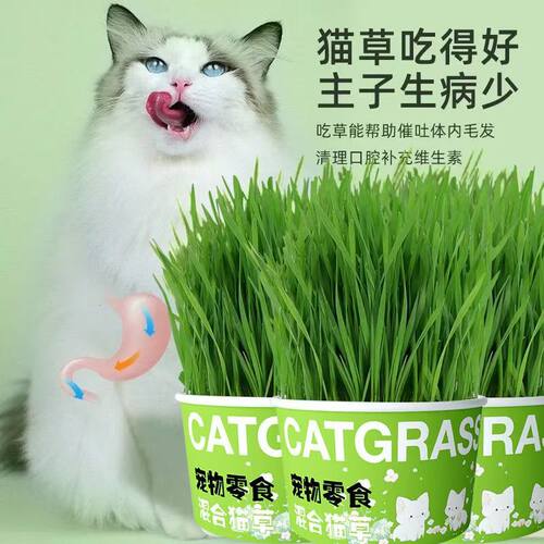 懒人泡面猫草盆栽猫草种子无土水培天然种植化毛磨牙洁齿猫咪零食 - 图0