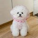 Dog anti-accidental veil, anti-peeling mask, comfortable and breathable muzzle for small and medium-sized dogs, puppy anti-licking net cover