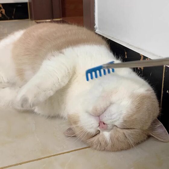 Tickle Cat Stick, Long Rod, Self-Happiness and Boredom Relief Artifact, Good Quality Cat Supplies, Cat Toy Brush