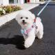 Dog leash harness for outdoor use, breathable, anti-breakaway, adjustable, cute pet collar for small and medium-sized dogs, dog leash