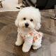 Pet dog clothes thin anti-shedding cat flower vest dress small dog Bichon Teddy 2026 new style