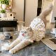 Cat summer skirt cute breathable princess style mini skirt British short blue cat gold gradient pet spring and summer clothes