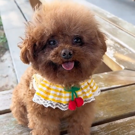 Teddy dog ​​leash dog chain small dog pet harness Pomeranian Bichon puppy outdoor adjustable