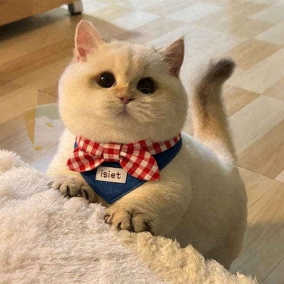 Cute cat saliva towel pet dog neck scarf bow tie bib small dog puppet blue and white teddy bear decoration