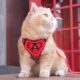 Cat traction rope vest, anti-breakaway, special cat walking rope, pet harness chain, adjustable cat walking artifact