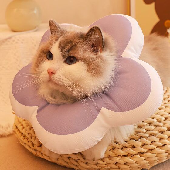 Elizabethan ring anti-licking and biting kitten head collar