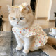 Cat summer skirt cute breathable princess style mini skirt British short blue cat gold gradient pet spring and summer clothes