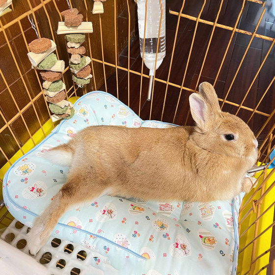 Pet rabbit nest summer mat for all seasons, rabbit and rabbit sleeping mat, cat and dog sleeping mat, waterproof floor mat, thickened