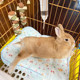 Pet rabbit nest summer mat for all seasons, rabbit and rabbit sleeping mat, cat and dog sleeping mat, waterproof floor mat, thickened