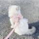 Fairy style cat traction rope to prevent break-away when going out, special princess dress, vest-style chest and back, cat leash, cat walking clothes
