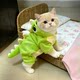 Dog and cat clothes, autumn and winter warm traction dinosaur clothing, warm and thickened pet anti-shedding plus velvet four-legged clothing