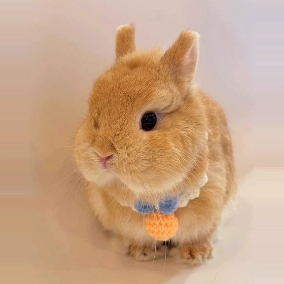 Rabbit scarf cute braided saliva scarf pet collar bib lop-eared rabbit dwarf rabbit cat and dog decoration