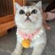 Pet saliva bandana, socialite style bib, cat and dog scarf, bow tie bib, Jinjila puppet photo accessory