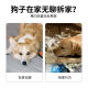 Dog toy sounds simulated newspaper, pet consumes physical energy, interactive funny dog ​​noise paper, puppy can entertain himself at home to relieve boredom