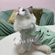 Pet cat clothes four-legged striped overalls thin blue cat ragdoll small cat spring and summer anti-shedding