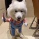 Dog Clothes Funny Knife-Helding Pet Funny Style