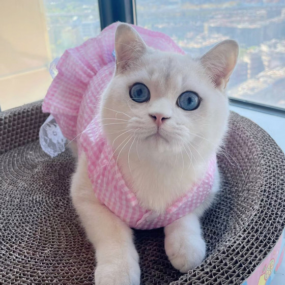Spring and summer thin cat clothes cute skirt Ragdoll Chinchilla blue and white pet dog summer lace princess dress