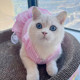 Spring and summer thin cat clothes cute skirt Ragdoll Chinchilla blue and white pet dog summer lace princess dress
