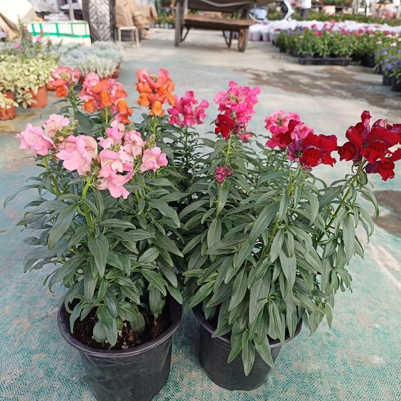 金鱼草盆栽狮子花龙头花阳台庭院冬季耐寒草本花卉洋彩雀带花苞发,淘宝优惠券,粉丝福利购,淘宝优惠卷