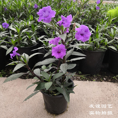 翠芦莉花苗盆栽多年生宿根花卉耐热耐寒花期长室外阳台露天地栽 - 图1