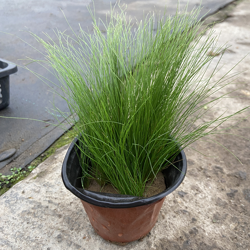 墨西哥羽毛草植物细叶针茅草花镜绿植观赏草网红草盆栽庭院搭配 - 图1