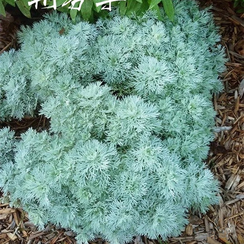 朝雾草银蒿盆栽绿植低矮植物室外盆景阳台驱蚊常绿宿根花镜耐热草 - 图0