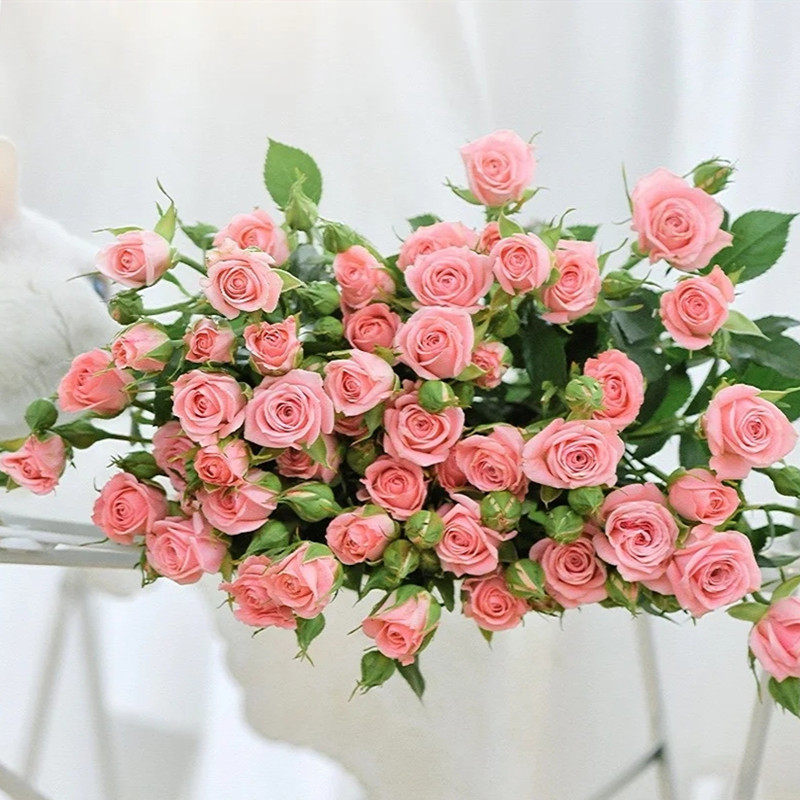 蔷薇多头玫瑰鲜花室内装饰摆放观花家庭插花云南昆明基地直发 - 图0