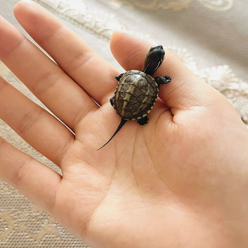 认主苏北金线中华草龟苗淡水迷你小乌龟活物适合家养的易存活宠物 - 图2