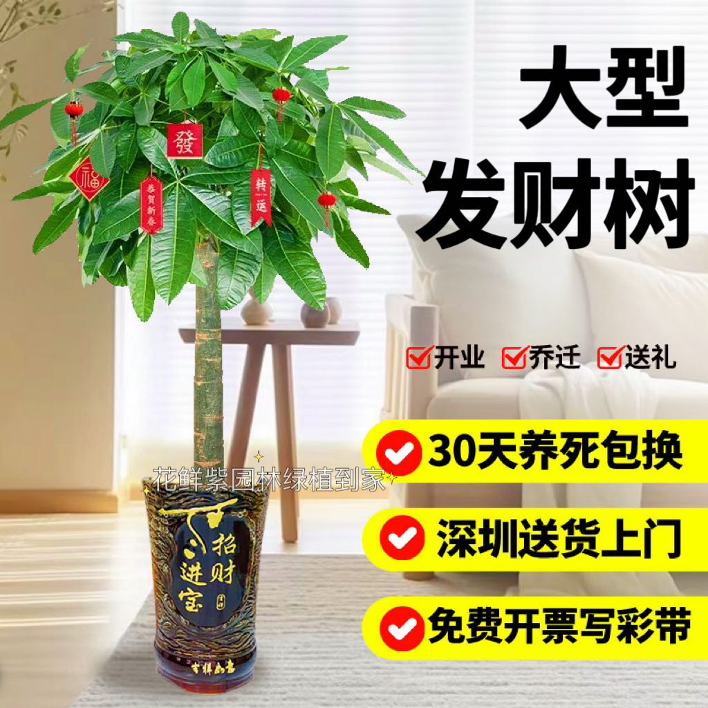 深圳广州单杆发财树盆栽大型绿植室内客厅办公室开业乔迁同城配送,淘宝优惠券,粉丝福利购,淘宝优惠卷