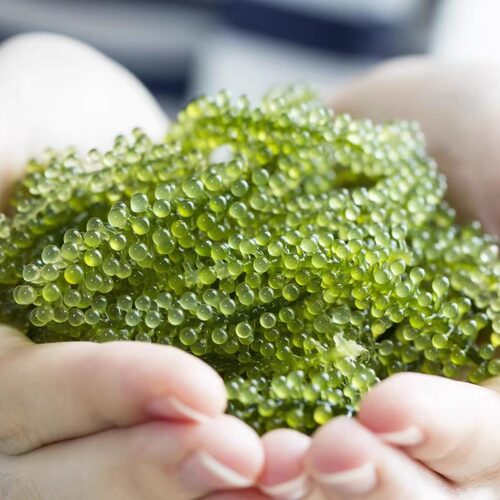 良佳优海葡萄300g实惠装 - 图1