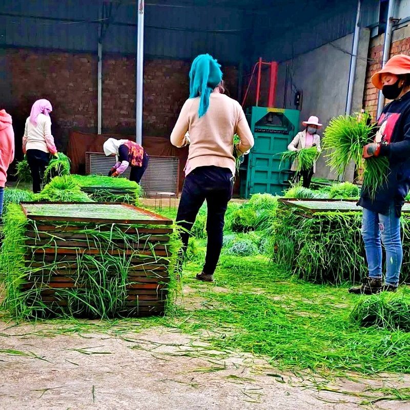 25年精选多叶烘干提摩西草北提草兔兔干草龙猫豚鼠粮草叶多杆少,淘宝优惠券,粉丝福利购,淘宝优惠卷