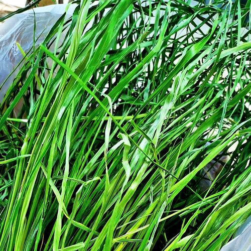 26年新烘干提摩西草毛重1000g甘肃北提嫩草兔干草龙猫荷兰猪粮草 - 图1