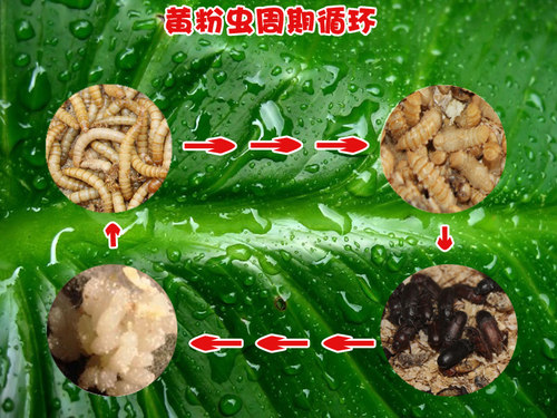 面包虫活体黄粉虫活体种虫龙鱼乌龟仓鼠蜥蜴石蛙鸟饲料引种养殖 - 图2