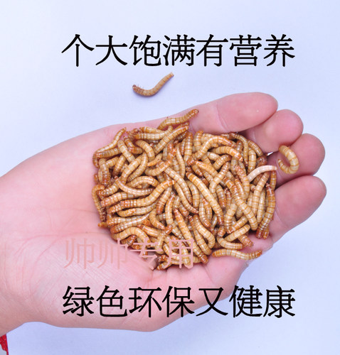 面包虫活体黄粉虫活体种虫龙鱼乌龟仓鼠蜥蜴石蛙鸟饲料引种养殖 - 图1