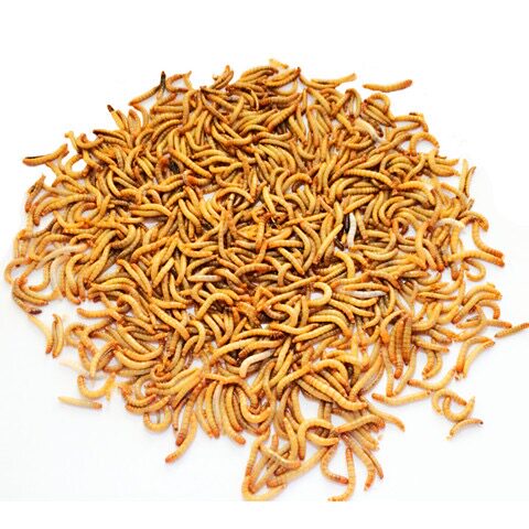 面包虫活体黄粉虫活体种虫龙鱼乌龟仓鼠蜥蜴石蛙鸟饲料引种养殖 - 图3