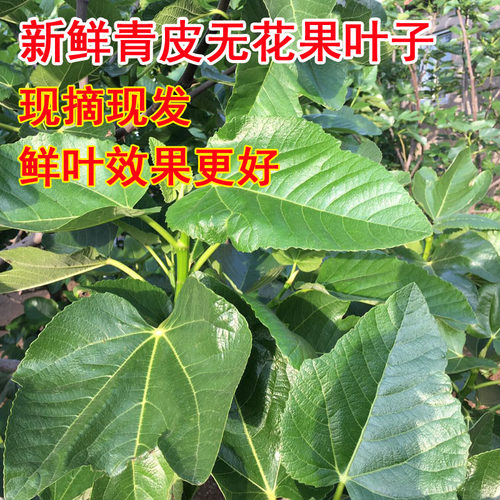 新鲜无花果叶子药用zhi疮熏洗现摘现发树叶500g保鲜产后坐浴特产 - 图0