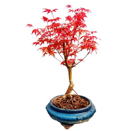 日本红枫盆景老桩 原生红舞姬造型桩 阳台庭院树苗办公桌盆栽植物 - 图3