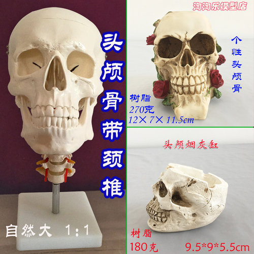 人体头骨带颈椎模型彩色白色骷髅头 头颅骨 骨骼医用美术素描促销 - 图0