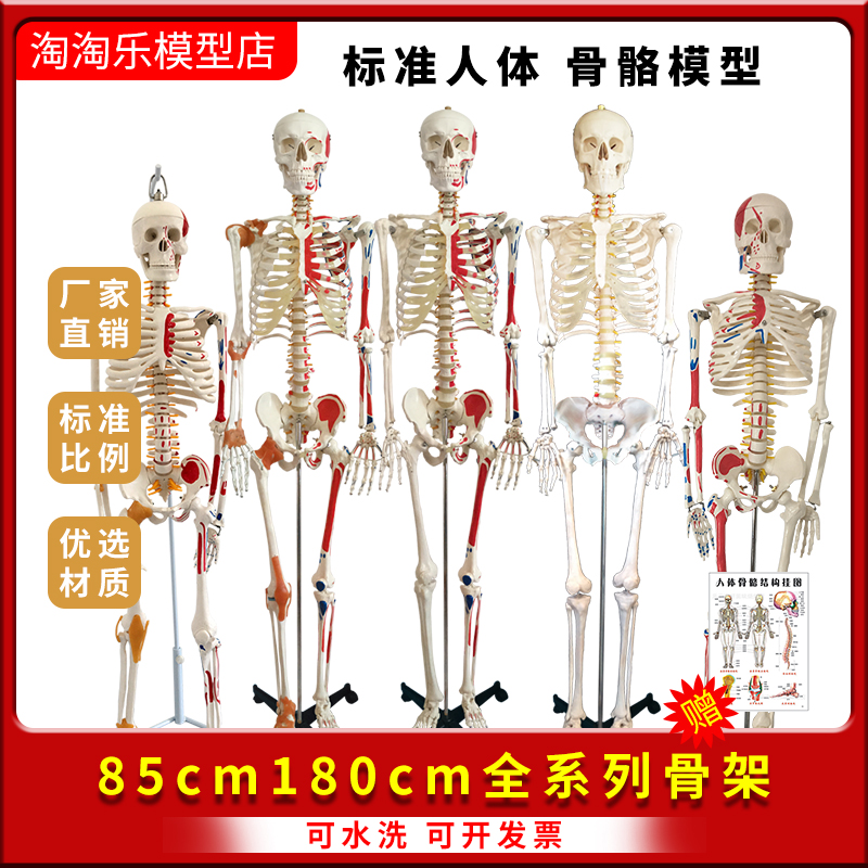人体骨骼模型180cm韧带肌肉起止点神经45可拆卸20医学用85骨架170 - 图2