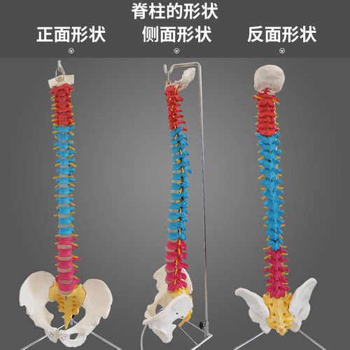 白色彩色人体脊椎模型带骨盆半腿骨尾骨脊柱骨骼骨架医用颈椎腰椎 - 图2