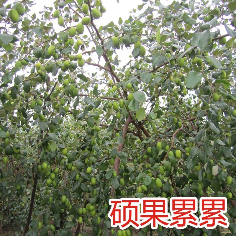 台湾大青枣果树苗南方种植嫁接苗庭院四季盆栽地栽枣树苗当年结果