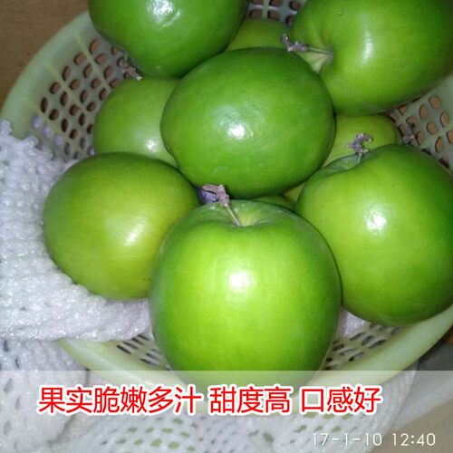 台湾大青枣果树苗蜜枣王嫁接苗南方种植庭院四季盆栽地栽当年结果 - 图1