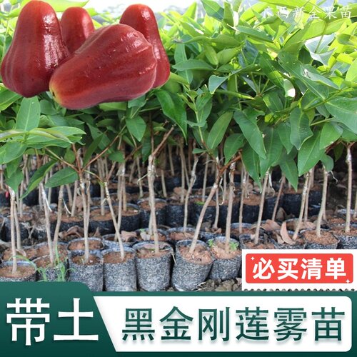 嫁接莲雾果树苗大果高产黑金刚莲雾苗南方北方庭院种植大叶红莲雾 - 图1