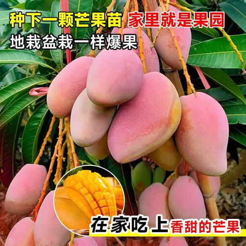 正宗嫁接贵妃芒果树苗凯特芒果苗大果高产金煌芒果苗南方盆栽果苗 - 图2