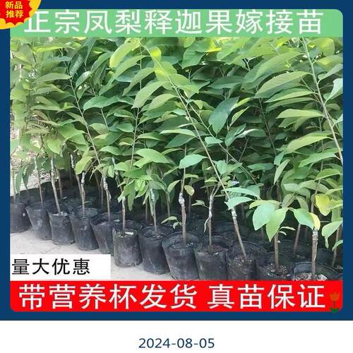 广东发货正宗大果台湾凤梨释迦果树苗南方嫁接高产番荔枝果苗树苗 - 图1