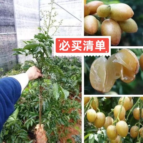 正宗大果高产鸡心黄皮嫁接果树苗南方庭院种植纯甜黑金无核黄皮苗 - 图0